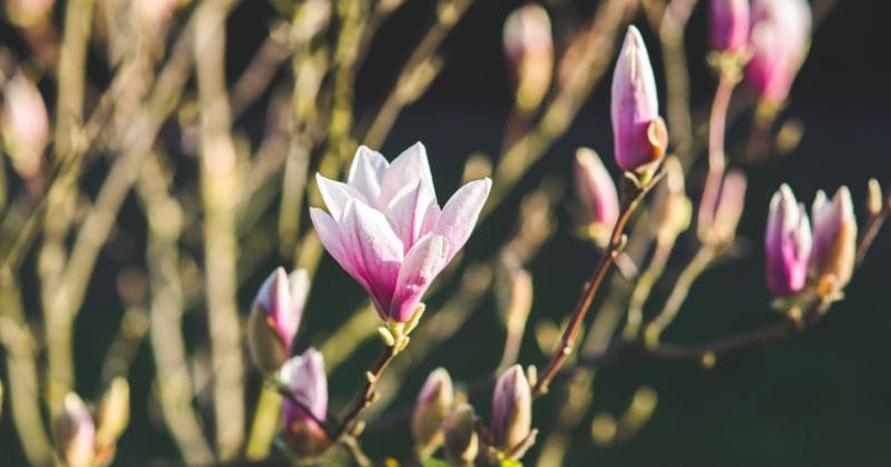 Magnolia blossoms blooming on a tree.