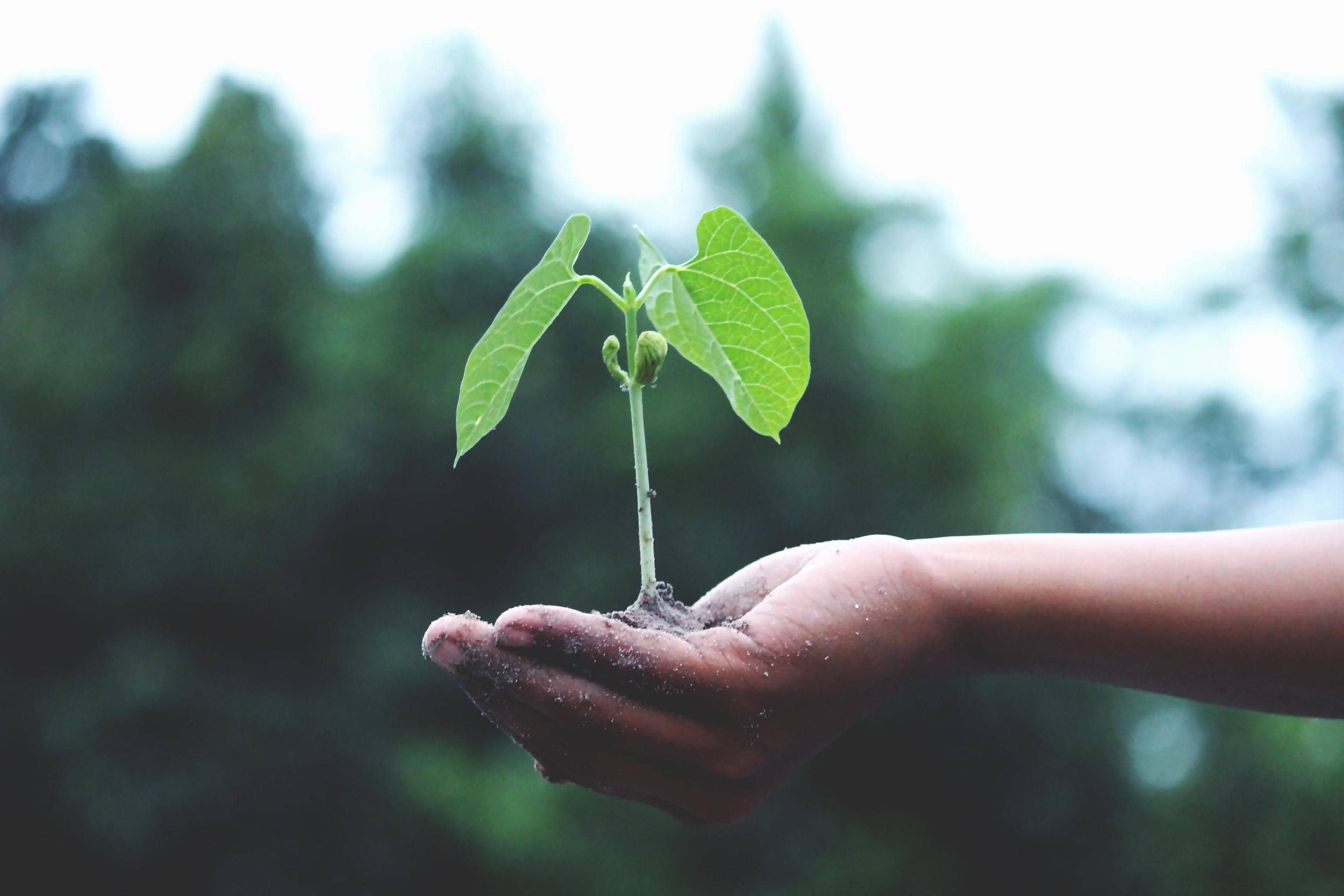 A plant showcased through online marketing.