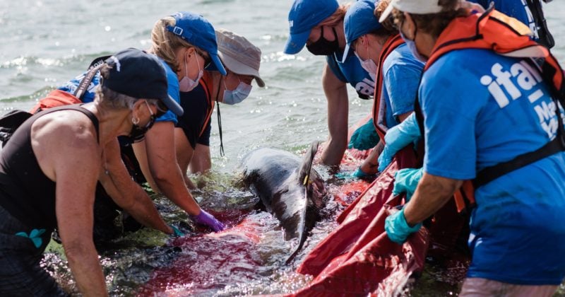 A dolphin is being aided by a group of people in the water.
