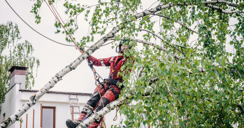 A man is climbing a birch tree.