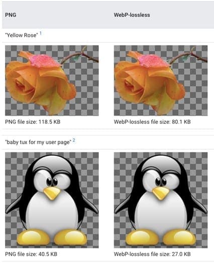 A webp image showcasing a penguin and a rose.