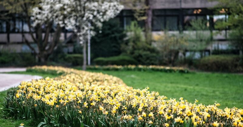 20 Best Landscaping Websites featuring Daffodils showcased in front of a building.