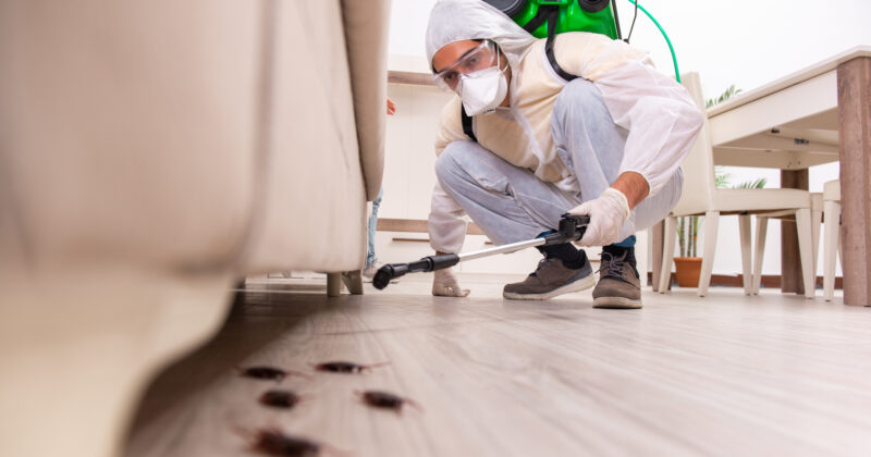 A man is spraying a room with cockroaches for the best Pest Control.