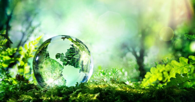 A glass globe representing earth rests on vibrant green moss under sunlit trees, featured on environmental website designs to symbolize environmental conservation.