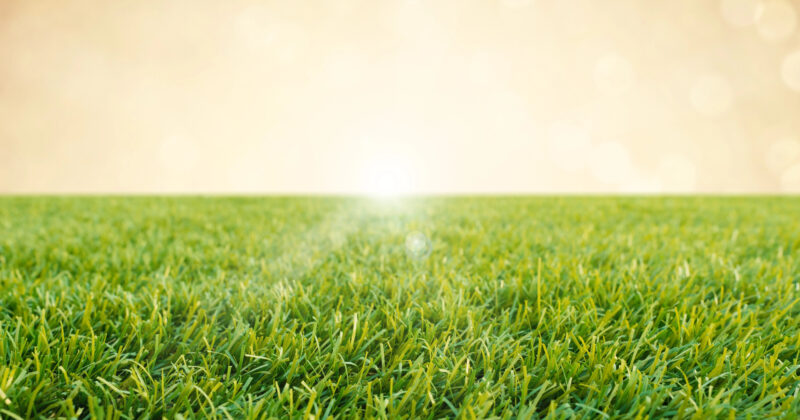 A close-up of green grass stretching towards the horizon under a warm, golden sky, reminiscent of the stunning landscapes featured on the best turf websites.