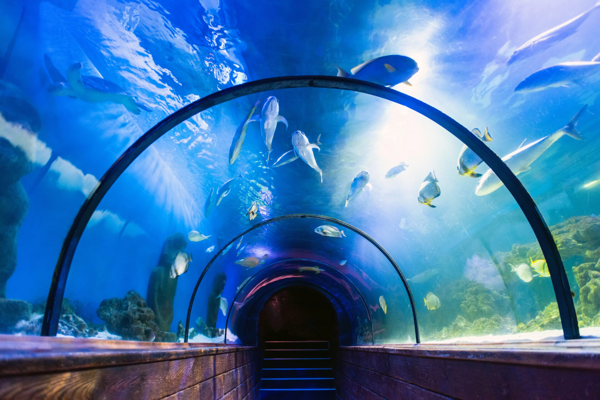 20 Best Aquarium Websites of 2025 | CyberOptik