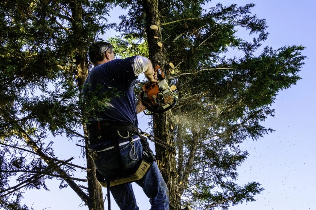 A person using a chainsaw to cut branches from a tall tree as part of a professional tree service, wearing safety gear and a harness, with wood chips flying through the air against a clear blue sky.