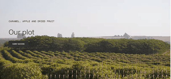 A vast orchard with rows of fruit-bearing trees stretches towards the horizon under a clear sky, reminiscent of the serene landscapes featured on the best cafe websites. Enjoy early access to this picturesque setting.