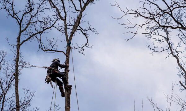 Clad in safety gear, a person expertly climbs a tall tree using ropes, amidst bare branches stretching against the cloudy sky—a scene reminiscent of a well-crafted Tree Service PPC ad designed to convert interest into action.