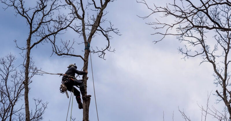 Clad in safety gear, a person expertly climbs a tall tree using ropes, amidst bare branches stretching against the cloudy sky—a scene reminiscent of a well-crafted Tree Service PPC ad designed to convert interest into action.