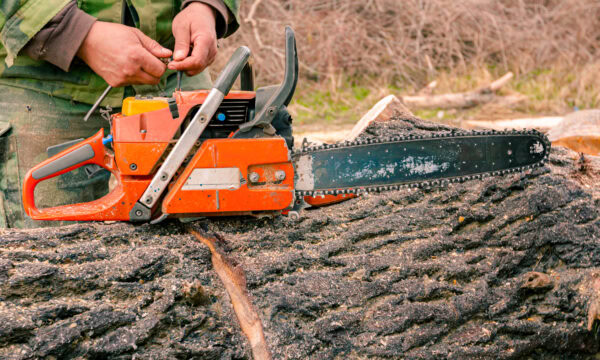 A person expertly maintains a chainsaw on a large tree trunk in a wooded area, showcasing their skilled tree service.