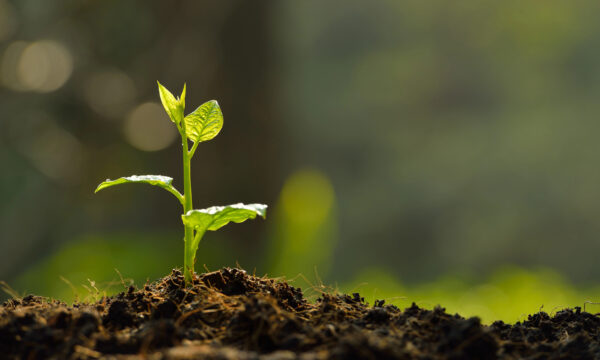 A small green plant with two main leaves grows from soil, illuminated by sunlight, symbolizing fresh content and growth, with a blurred green background.