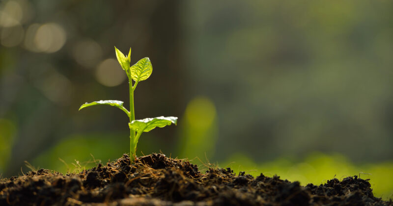 A small green plant with two main leaves grows from soil, illuminated by sunlight, symbolizing fresh content and growth, with a blurred green background.
