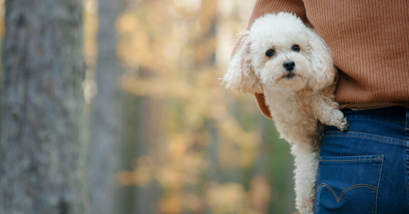 A small white dog, possibly a recent addition from pet adoption websites, peeks out from the back pocket of a person's jeans as they stand amidst the blurred autumn colors of the forest.
