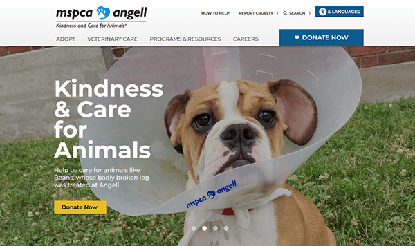A brown and white dog wearing a plastic cone and sitting on grass is featured on the MSPCA Angell webpage, highlighting pet adoption and promoting animal care through one of the best pet adoption websites.