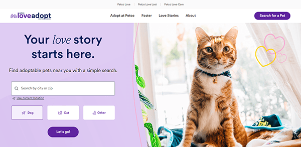 A tabby cat sits by a window on one of the best pet adoption websites, where a search bar helps you find adoptable pets by location.
