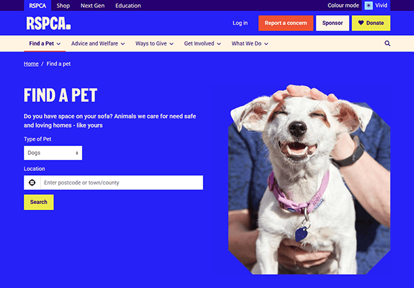 A small white dog with a pink collar is held by a person who is gently scratching its head on one of the best pet adoption websites, the RSPCA "Find a Pet" webpage.
