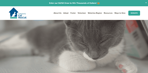 A grey and white cat is lying down with its eyes closed. The Toronto Cat Rescue logo and navigation, featured on one of the best pet adoption websites, are visible at the top of the image.