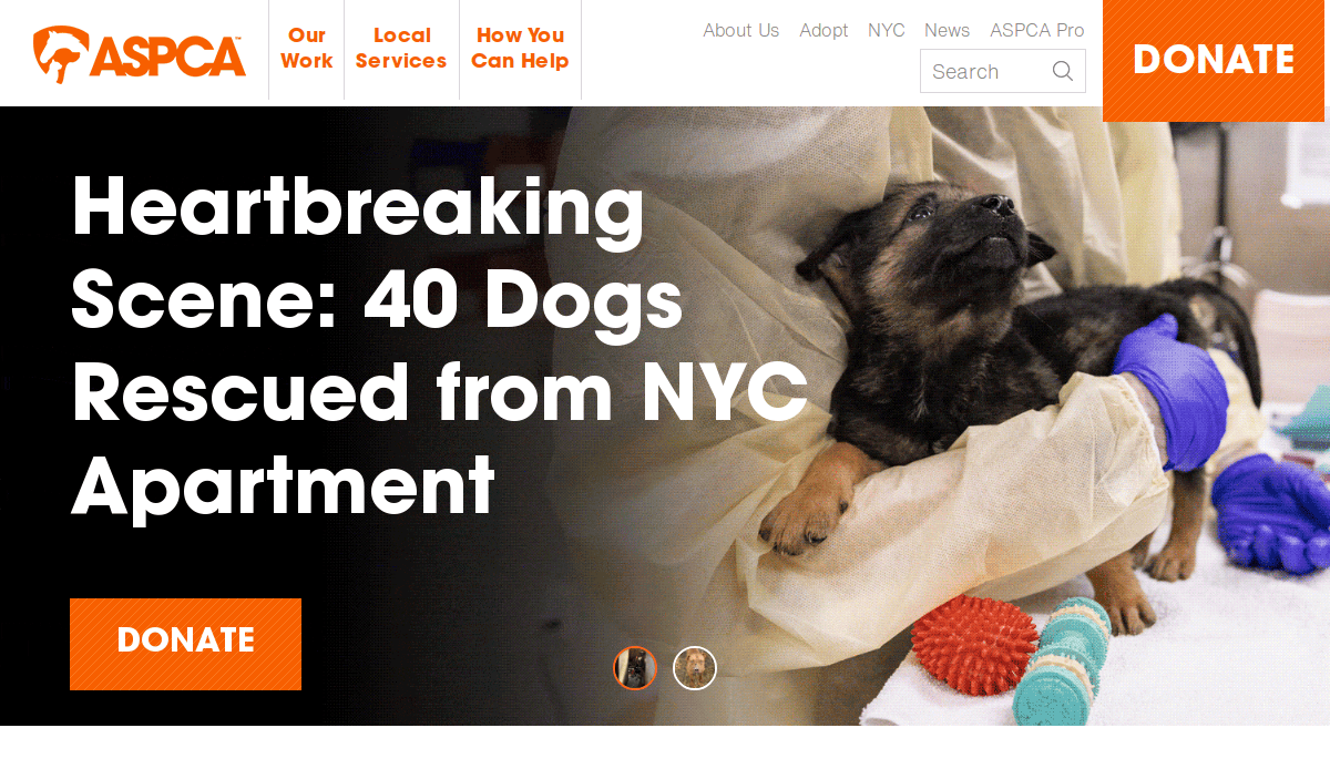 A person in protective clothing holds a small, frightened puppy on a table with pet toys, shown under the headline Heartbreaking Scene: 40 Dogs Rescued from NYC Apartment on an ASPCA website page.