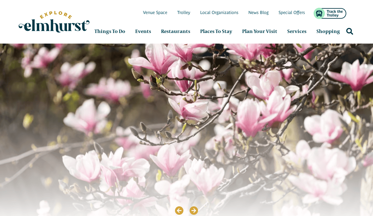 Close-up of blooming pink and white magnolia flowers on branches, with sunlight filtering through. The website header reads “Explore Elmhurst” with navigation links above the flowers.