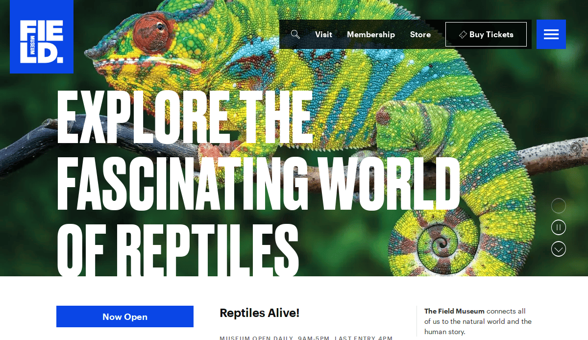 A colorful chameleon sits on a branch with bold white text reading Explore the Fascinating World of Reptiles overlaid. FIELD logo appears in the top left, and navigation options are visible at the top.