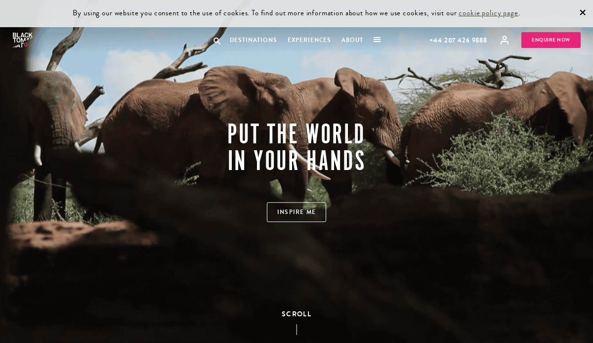 Three elephants walk through a natural landscape with trees and branches; bold white text at the center reads Put the world in your hands, inspiring your high-performing site or next travel agency website design.