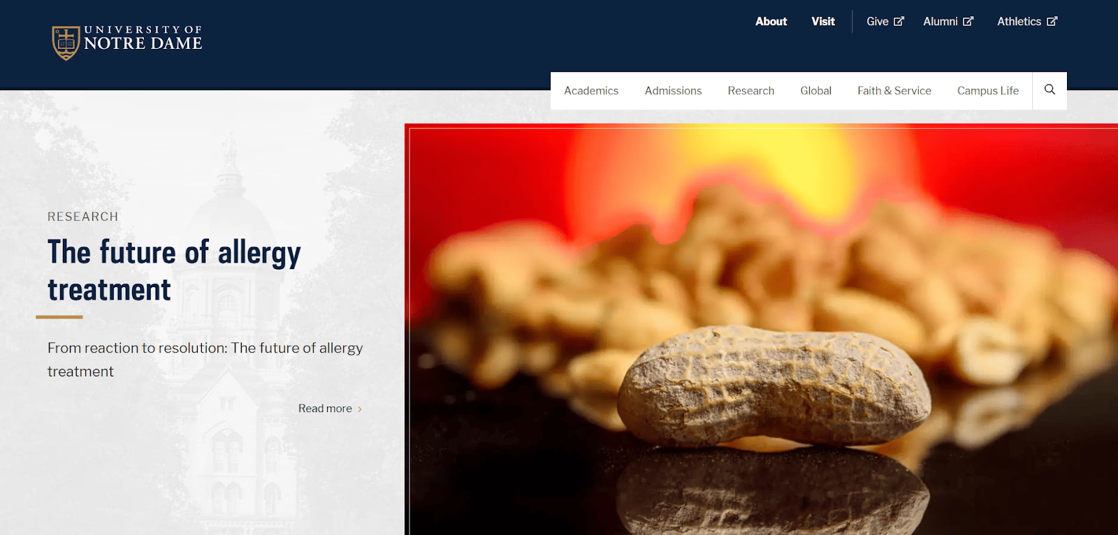 Close-up of a peanut in focus with more peanuts blurred in the background, featured on the University of Notre Dame website under a headline about allergy treatment research.