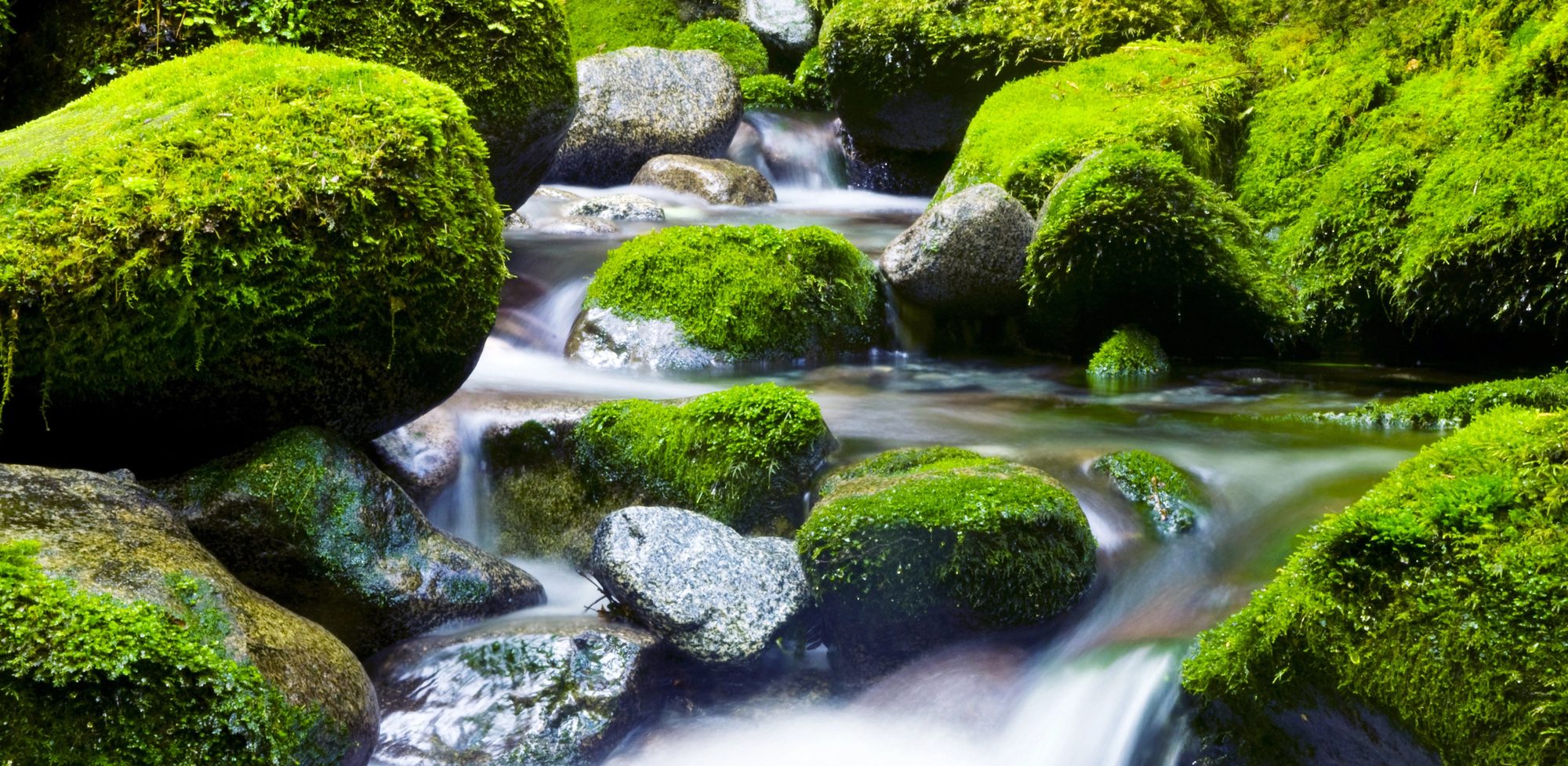 A clear stream flows over rocks covered in vibrant green moss, surrounded by lush vegetation. Like a seamless migration, the silky smooth water creates a serene and peaceful natural scene in a forest setting.