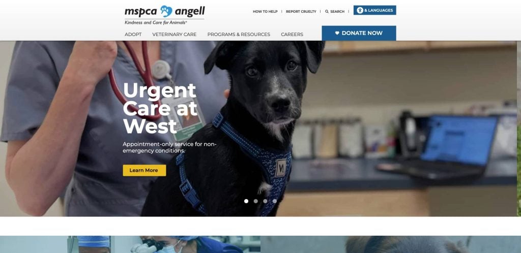 A veterinarian holds a black and white dog wearing a blue harness; a banner reads “Urgent Care at West” with a button labeled “Learn More” on the MSPCA Angell website homepage.