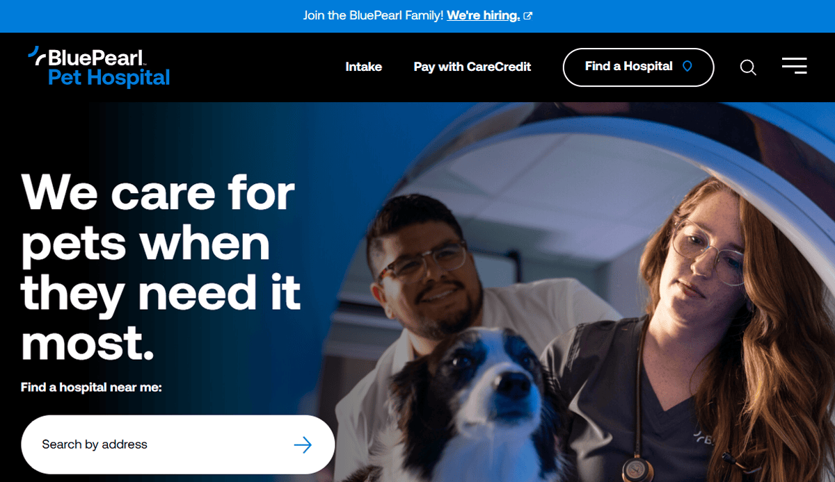 A BluePearl Pet Hospital webpage, crafted with professional veterinary website design, shows two veterinarians examining a black and white dog under medical equipment. Text reads, "We care for pets when they need it most," with a search bar to find a hospital.
