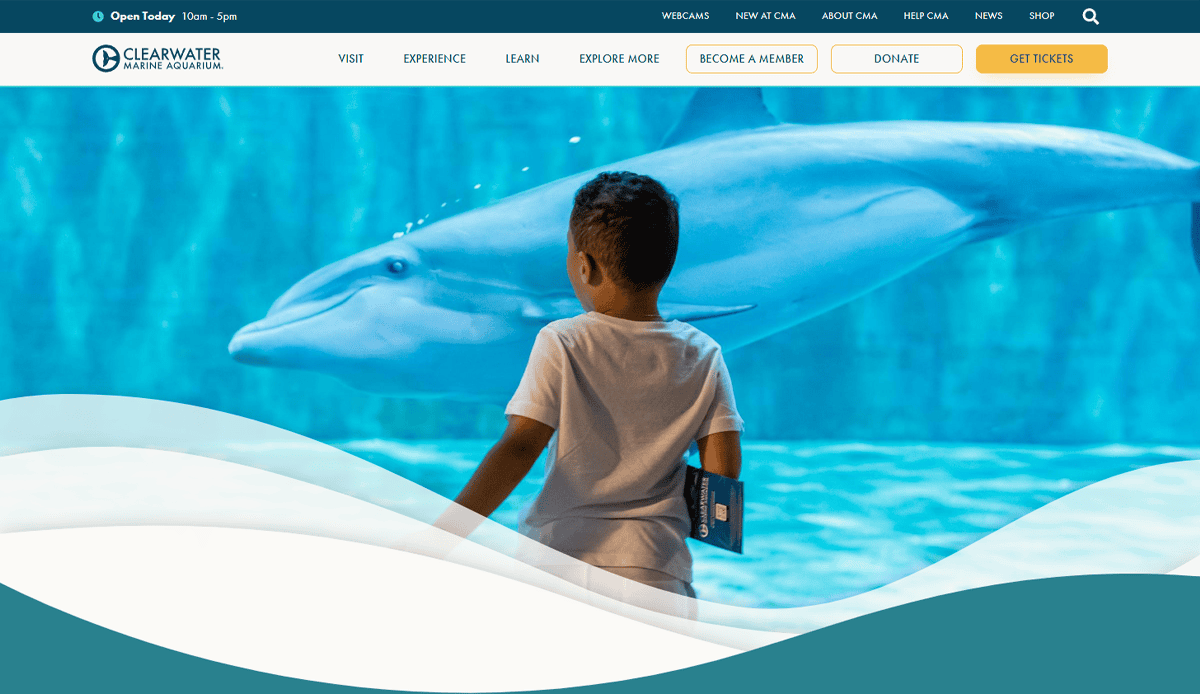 A young boy stands in front of a large aquarium window, watching a dolphin swim by at the Clearwater Marine Aquarium, inspired by stories from the helpful aquarium guide.