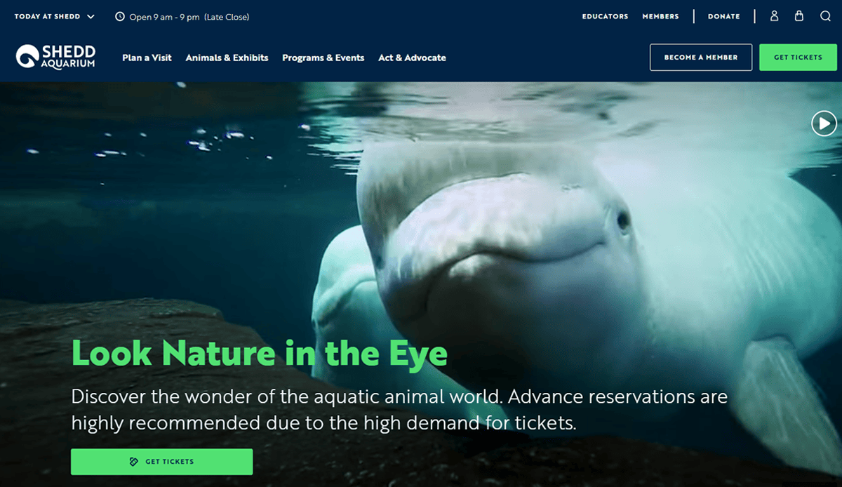A close-up underwater view of a beluga whale swimming toward the camera at Shedd Aquarium, featured on a captivating visitors Aquarium website design, with text promoting advance ticket reservations and a green Get Tickets button.